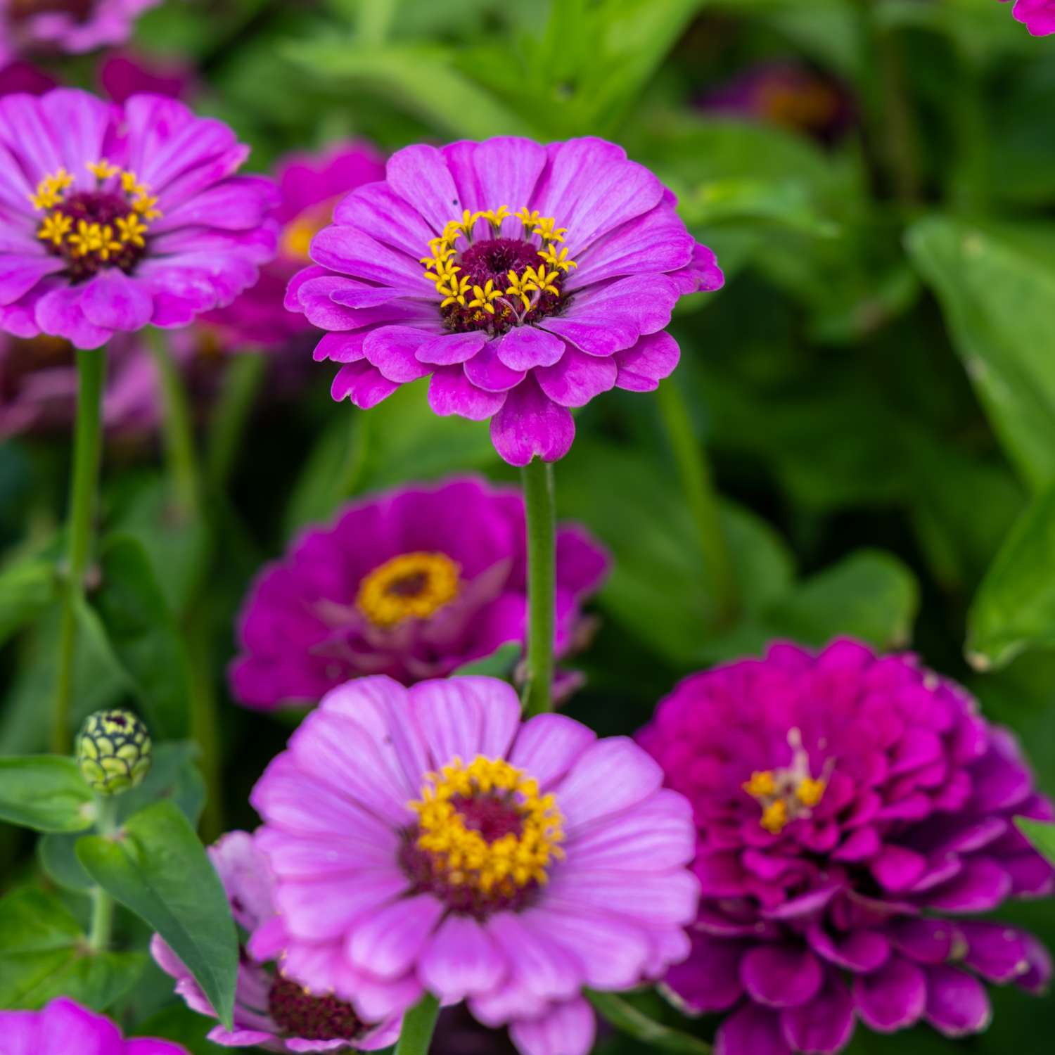 Zinnia 'Benarys Giant Lilac' (graines)